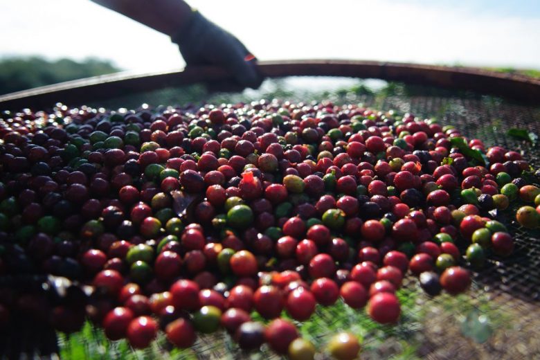 Quebra da safra e exportações devem elevar o preço do café em até 40%