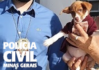 cachorro maus-tratos