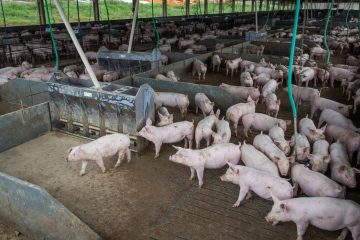 Brasil abate 13,04 milhões de cabeças de suínos no segundo trimestre