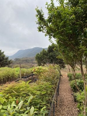 Compensação ambiental: MR Mineração planta mais de 25 mil árvores na Serra do Gandarela