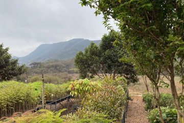 Compensação ambiental: MR Mineração planta mais de 25 mil árvores na Fazenda Gandarela