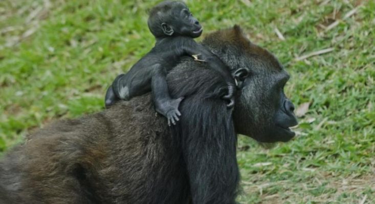 Zoológico Belo Horizonte