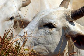 Ministério da Agricultura investiga suspeita de vaca louca