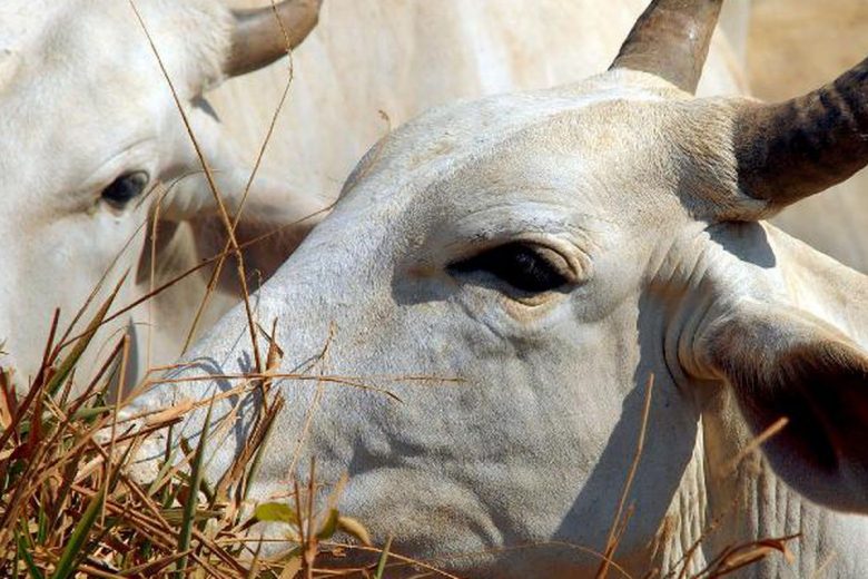 Ministério da Agricultura investiga suspeita de vaca louca