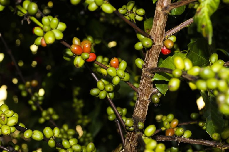 CMN remaneja R$ 1,3 bi para cafezais afetados por geadas