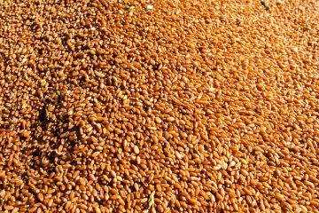 Conab: Brasil deve produzir 289,9 milhões de grãos no ciclo 2021/2022