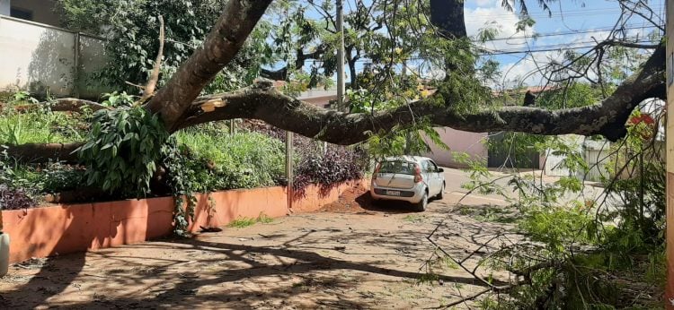 Arvoré tomba, atinge prédio do Senai e interdita rua Mr. Chalton em Itabira