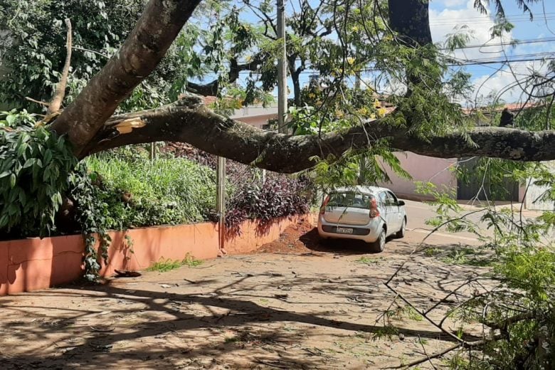 Árvore tomba, atinge prédio do Senai e interdita rua Mr. Chalton, em Itabira