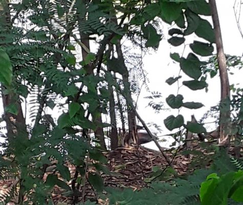 Lagoa da Pampulha