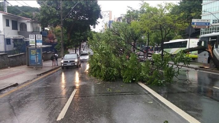 Queda de árvore em Belo Horizonte