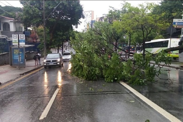 Quinta-feira em Belo Horizonte é de chuva constante e tem queda de árvore na Amazonas