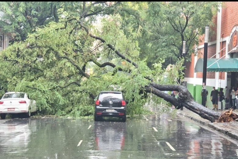 Chuva em BH: árvore cai e atinge dois carros em frente ao Mercado Central