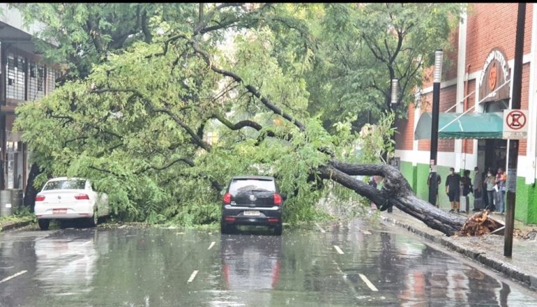 Chuva em BH: árvore cai e atinge dois carros em frente ao Mercado Central