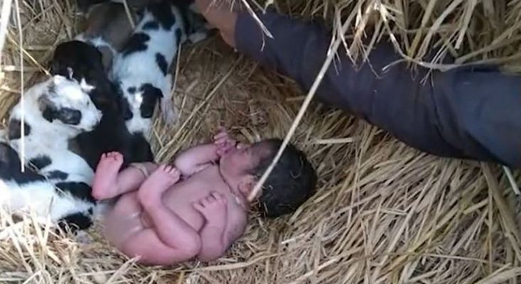 Bebê é abandonada e sobrevive em meio a ninhada de cães