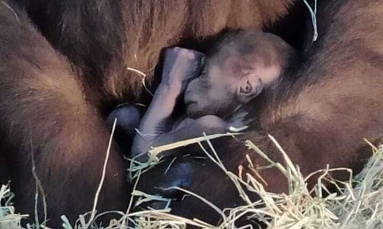 Filhote de gorila morre após cair enquanto brincava com os irmãos no zoológico de BH