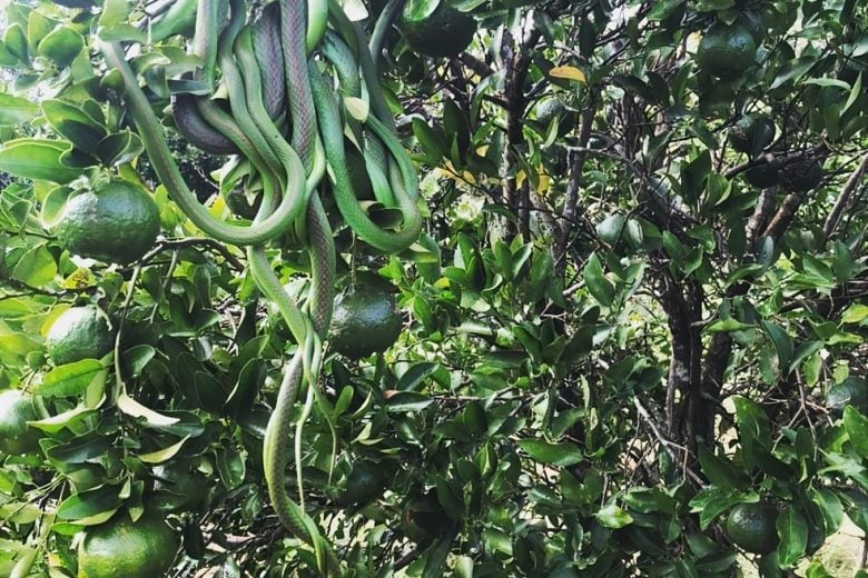 Emaranhado de cobra-verde é encontrado no Rio Grande do Sul