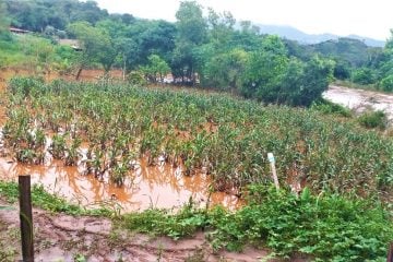 Chuvas: 119 mil hectares de lavouras foram perdidos em Minas Gerais