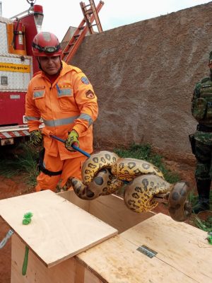 sucuri-com-cerca-de-quatro-metros-e-capturada-pelos-bombeiros
