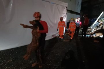 Cachorro sobrevive a desabamento e é resgatado pelos bombeiros