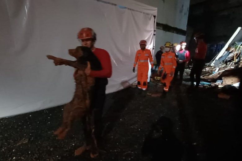Cachorro sobrevive a desabamento e é resgatado pelos bombeiros