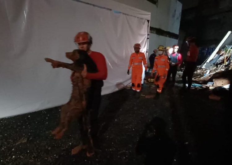 Cachorro sobrevive a desabamento e é resgatado pelos bombeiros