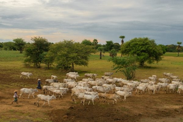 Programa de Desenvolvimento da Pecuária Bovina em Itabira está com inscrições abertas