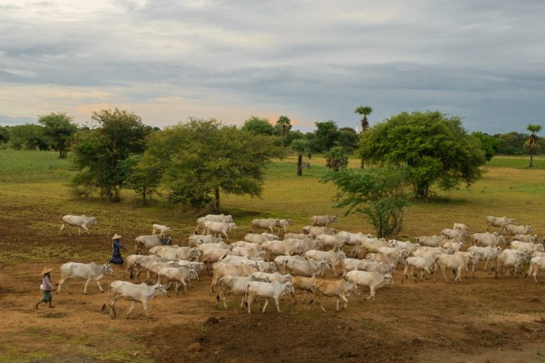Programa de Desenvolvimento da Pecuária Bovina em Itabira está com inscrições abertas