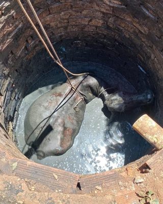 Vaca é resgatada após cair em fossa