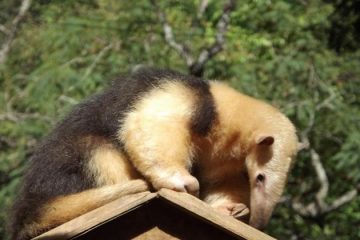 Visitas ao zoológico de BH voltam a ser feitas sem necessidade de agendamento