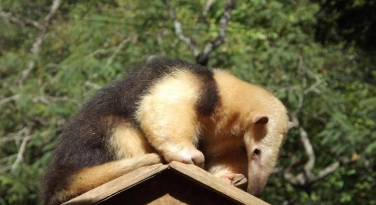 zoológico de Belo Horizonte