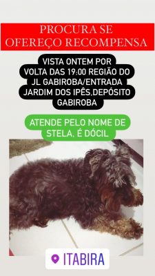 cadelinha desaparecida