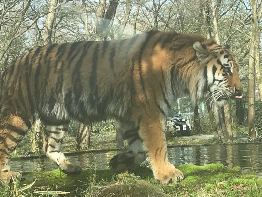 Tigre arranca mão de tratadora e ataca duas pessoas em parque