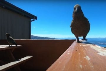 Papagaio rouba câmera e faz vídeo incrível da própria fuga; assista