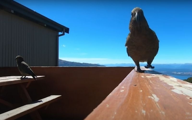 Papagaio rouba câmera e faz vídeo incrível da própria fuga; assista