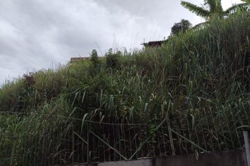 Matagal em lote vizinho invade casa de senhora em Monlevade; Prefeitura alega que notificou o proprietário