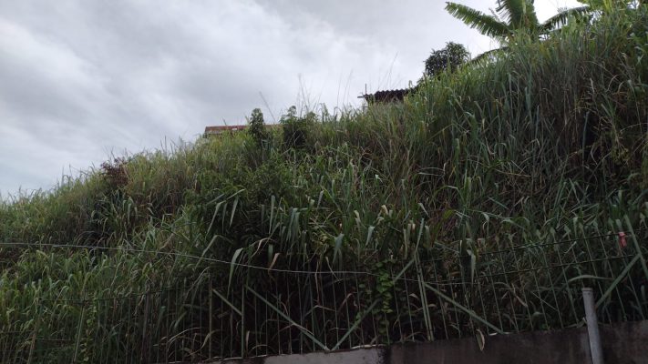 Matagal em lote vizinho invade casa de senhora com Alzheimer em Monlevade; Prefeitura alega que notificou o proprietário