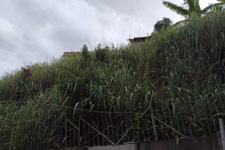Matagal em lote vizinho invade casa de senhora em Monlevade; Prefeitura alega que notificou o proprietário