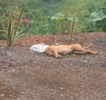 Cachorro é morto asfixiado com sacola e população se revolta em Monlevade