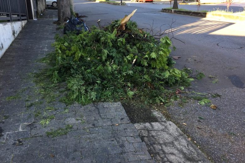 Belo Horizonte registra quedas de árvore após forte ventania durante chuva