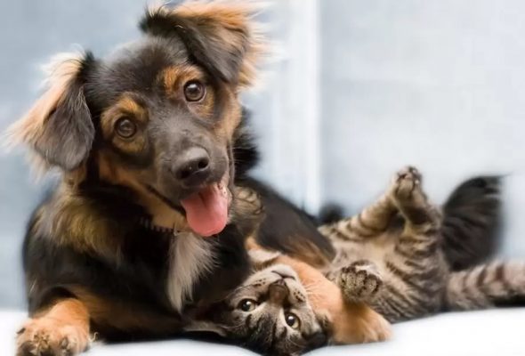 Castração gratuita de cães e gatos chega aos distritos de Ipoema e Senhora do Carmo, em Itabira