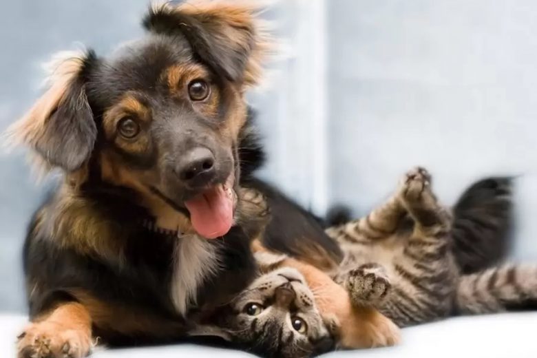 Castração gratuita de cães e gatos chega aos distritos de Ipoema e Senhora do Carmo, em Itabira