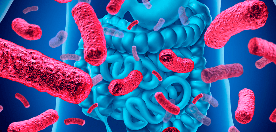 O que é microbiota intestinal e qual a sua importância