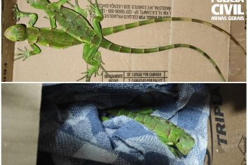 Veterinário é preso após receber duas iguanas pelos Correios