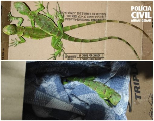 iguanas