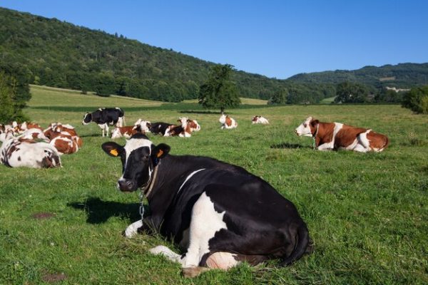 Itabira: Patrulha Agrícola abre inscrições para o primeiro semestre de 2022