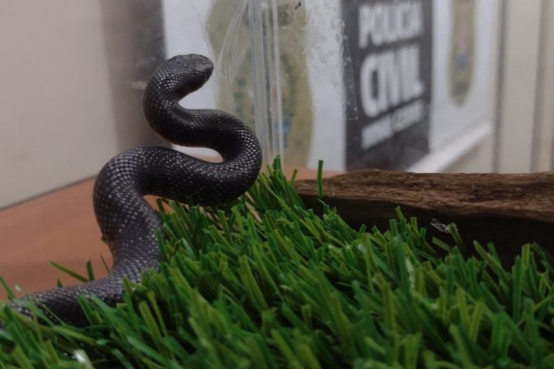 Cobra que vale cerca de R$ 7 mil é resgatada pela polícia em São João del Rei