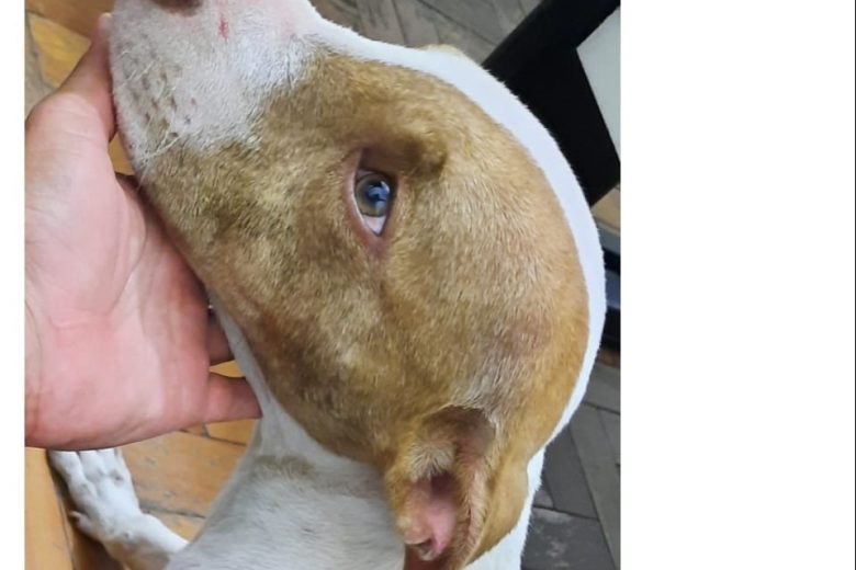 Homem é preso por maus-tratos contra pitbull, em Diamantina
