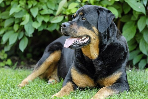 cão rottweiler