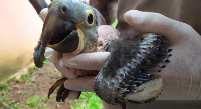 Segundo filhote de arara-azul-grande nasce no Zoológico de BH