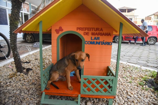 Cães comunitários recebem casinhas para se proteger do frio em Mariana